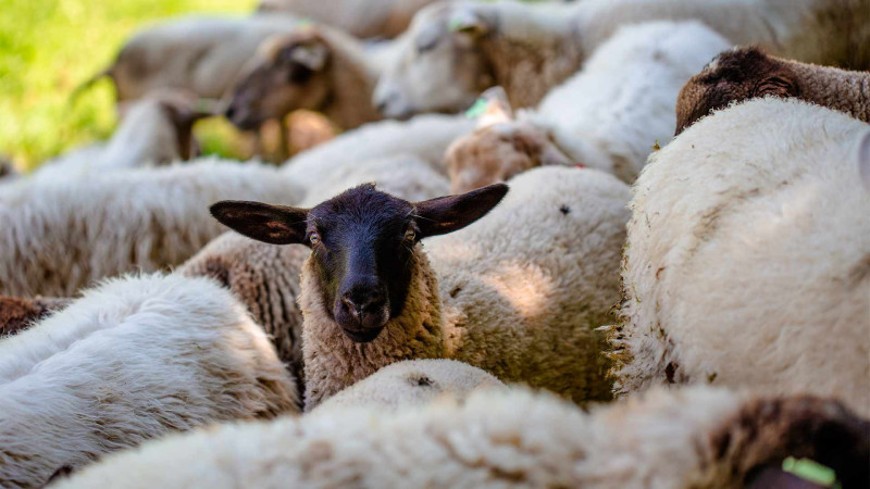 DİN: Xaçmazda oğurluq edən şəxs saxlanılıb