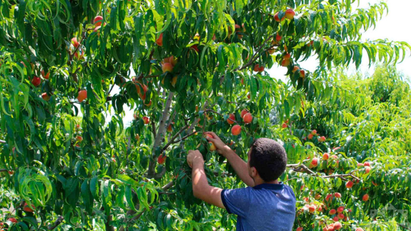 Xaçmaz: Bağlarda şaftalı yığımı davam edir