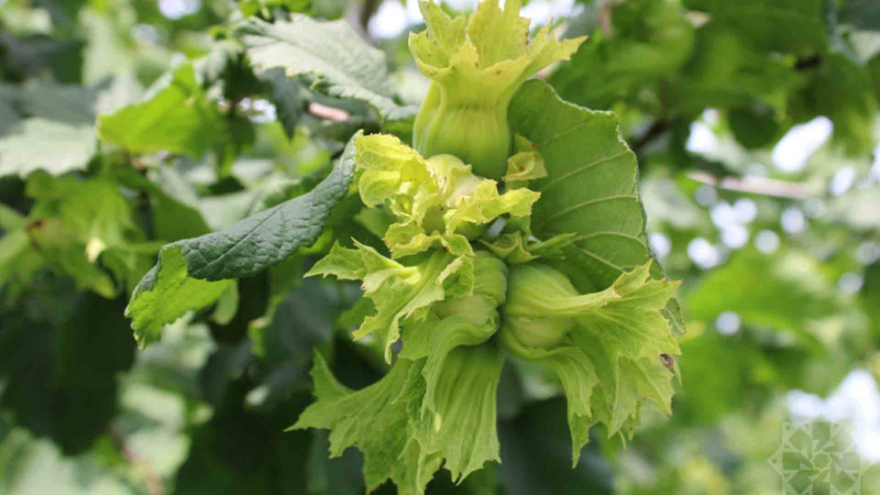 Xaçmaz: Fındıq bağlarında məhsul  30-40 faiz daha çox olacaq