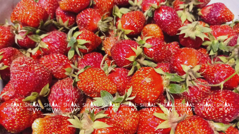 Çiyələk əkinlərinin sığortalanmasına başlanılıb