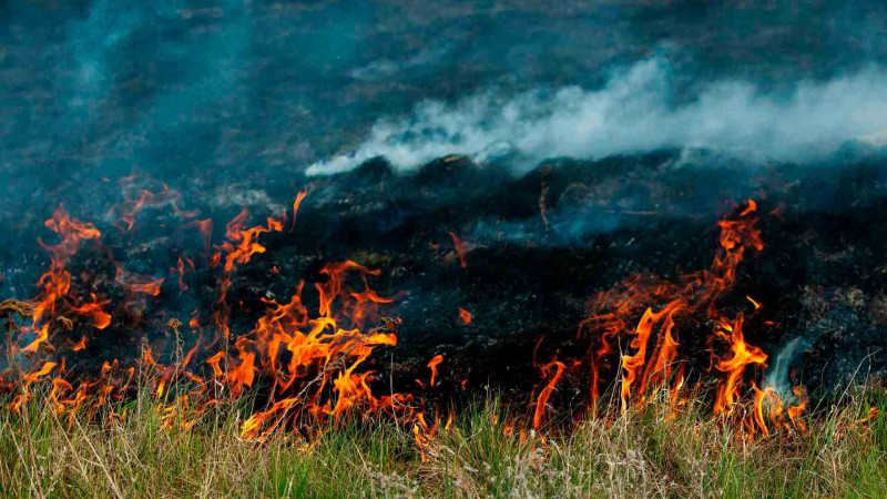 Xaçmaz: Taxıl sahəsi yanıb