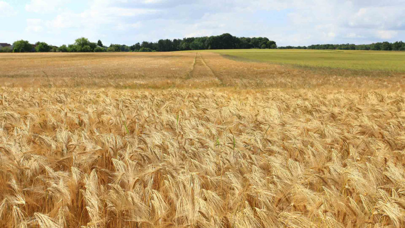 Xaçmaz rayonunda avtomobil yanıb