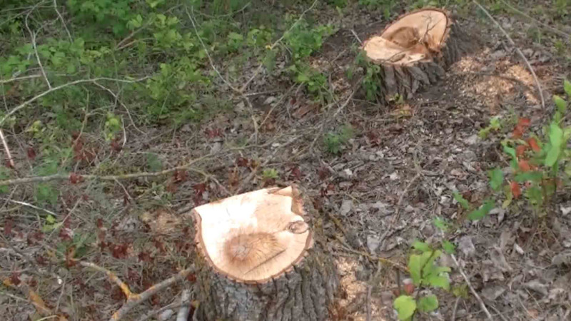 Xaçmazda vələs və qovaq ağacları məhv edilib