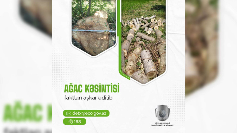 Qusar: Qalacıq kəndində ağaclar qanunsuz kəsilib