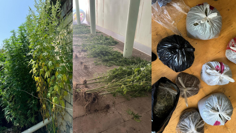 DİN: Çətənəni qazanc məqsədilə əkənlər saxlanılıb