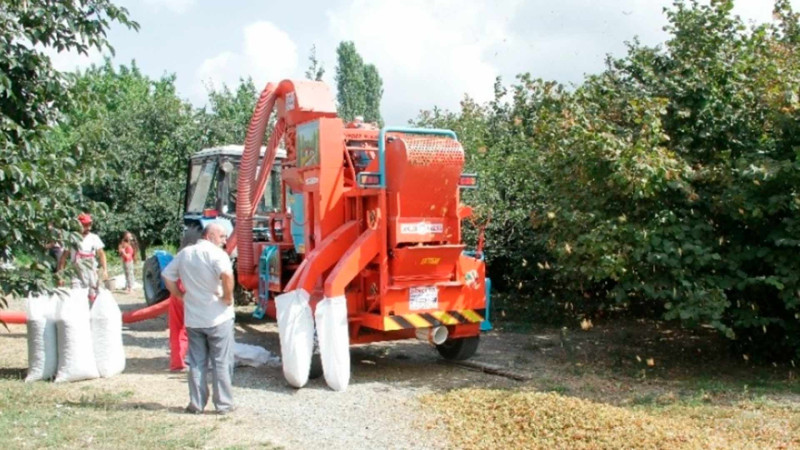 Fındıq bağlarında məhsuldarlıq artıb