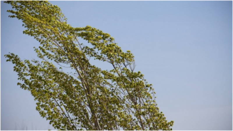 Küləkli hava ilə bağlı “sarı” xəbərdarlıq verilib