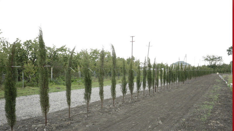 Xaçmazın Qoçaqlı kəndindən nümunəvi addım