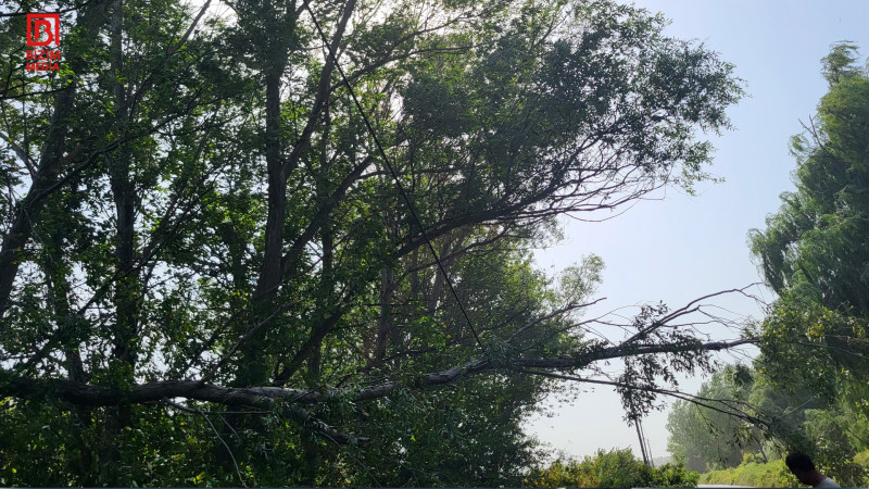 Xaçmazda külək elektrik xətlərini zədələyib