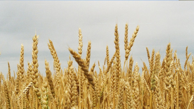 Qubada taxıl istehsalında artım proqnozlaşdırılır