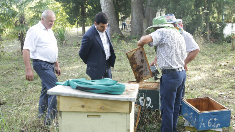 Xaçmazda arıçılıq bu il bol məhsul verib