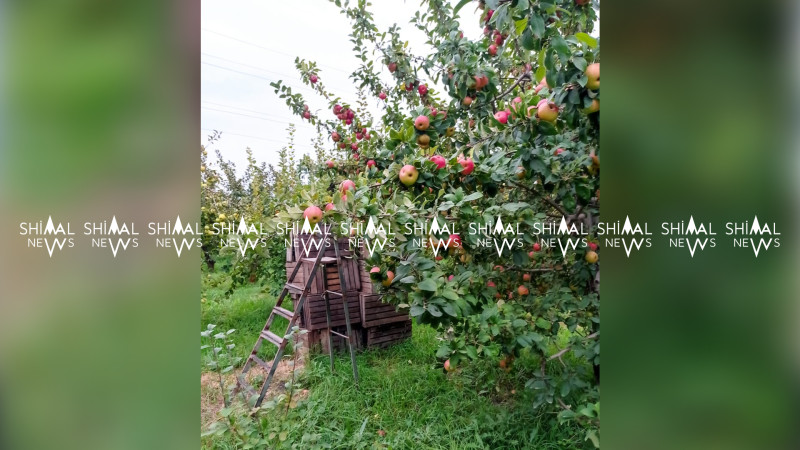 Qubada alma yığımı başladı