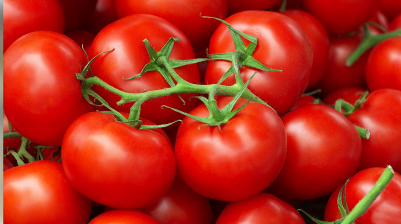 Şimalda sahibkarlar pomidor ixrac modelinə təşviq olunub