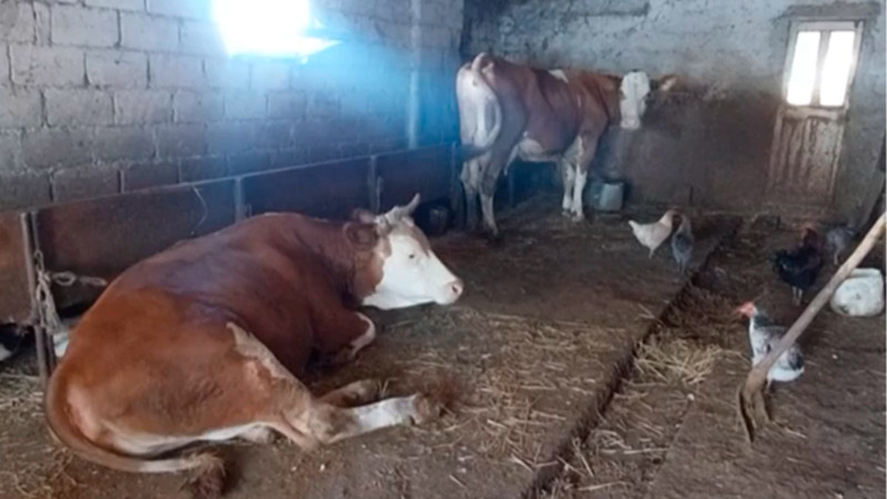 Şabranda iribuynuzlu heyvanlar tələf olur