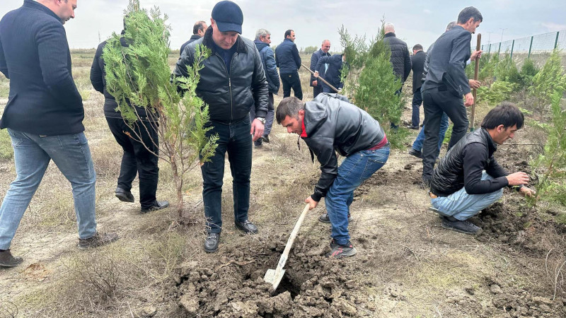 Şabranda yaşılaşdırma tədbiri keçirilib
