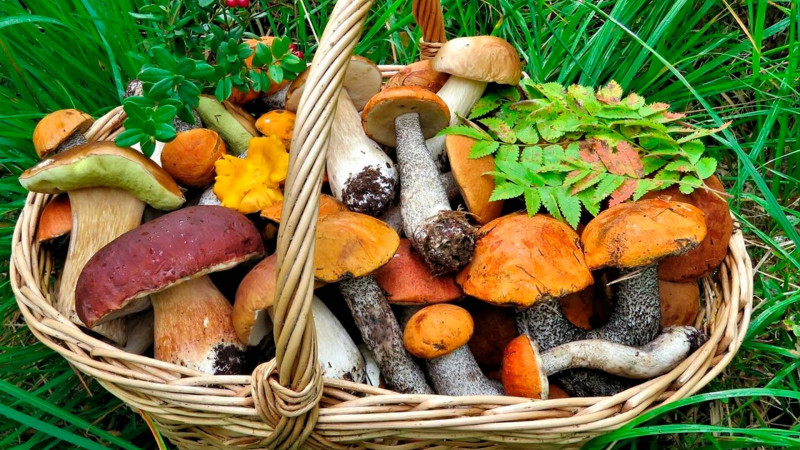 Xaçmazda göbələkdən zəhərlənən ikinci qadın da öldü - YENİLƏNİB