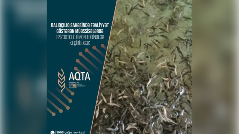 Xaçmazda balıqlar infeksion xəstəliklərə qarşı yoxlanılacaq