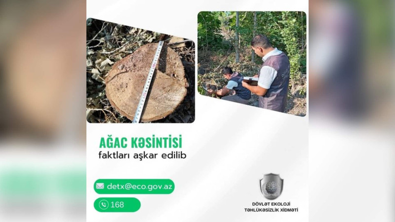 İsmayıllıda qanunsuz ağac kəsən şəxs cəzalandırılıb