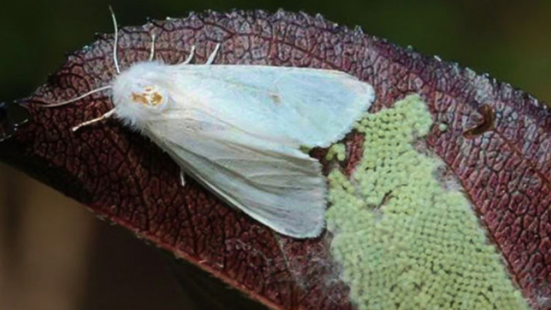 Meyvə bağları və meşələr üçün ciddi təhlükə var