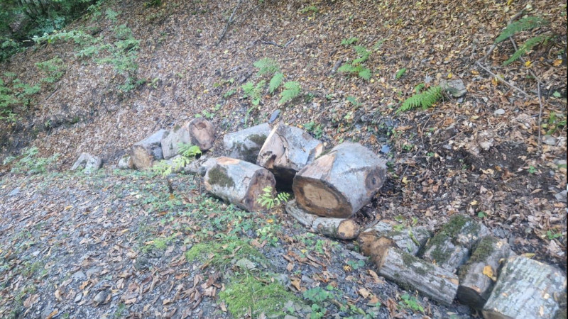 İsmayıllıda qanunsuz ağac kəsənlər saxlanılıb