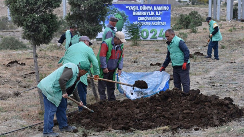 Quba yolunda 300 min ağac əkiləcək