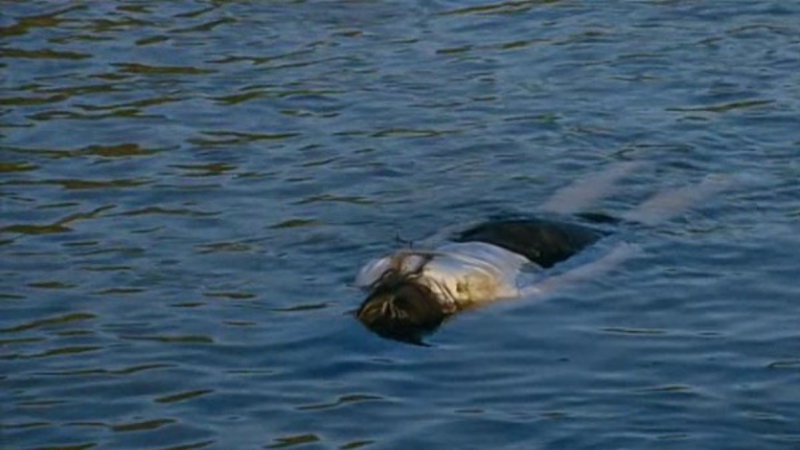 Şabranda kanalda tapılan qadın meyitini çıxarmaq mümkün deyil - SƏBƏB