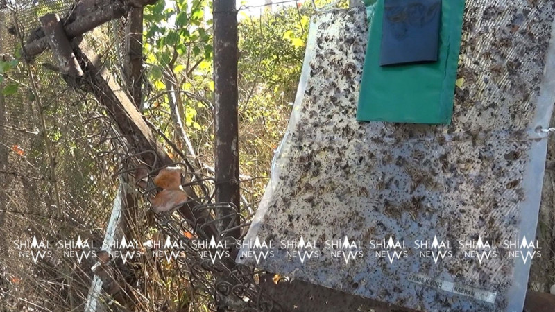 Xaçmaz böcək hücumuna məruz qalıb - Meyvə və ağaclar məhv olur