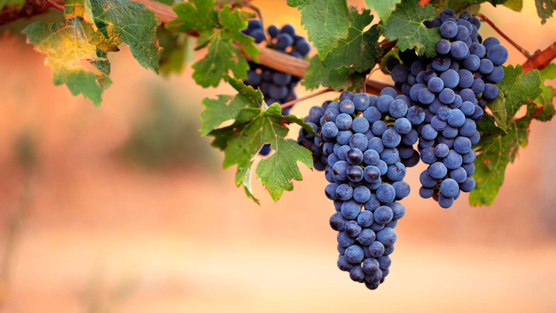 Dağlıq Şirvanda üzümçülüyə dövlət dəstəyi