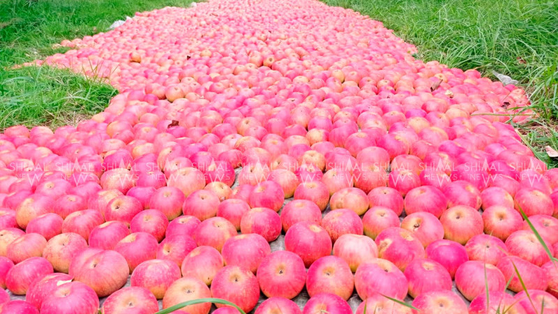 Rusiyada alma qıtlığı: Quba-Xaçmaz zonası üçün fürsət