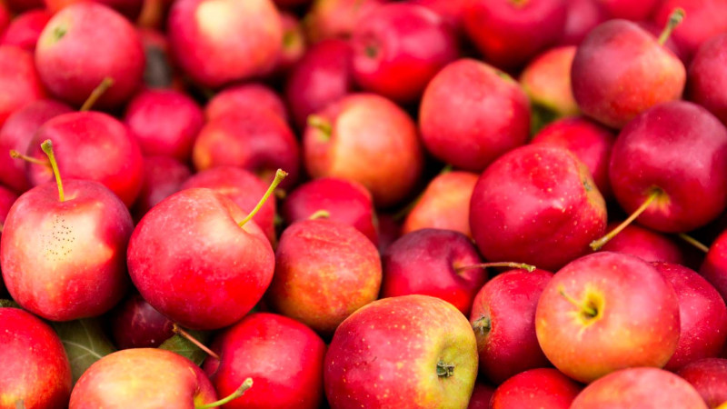 Qusarın bərəkətli bağları: Meyvə tədarükündə ARTIM VAR