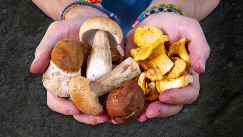 Şabranda 54 yaşlı kişi göbələkdən zəhərlənib