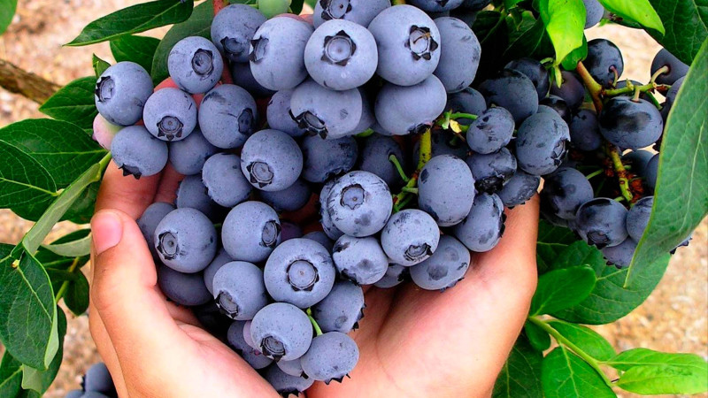 Fermerlərə bu bağlara görə 15 min manat veriləcək