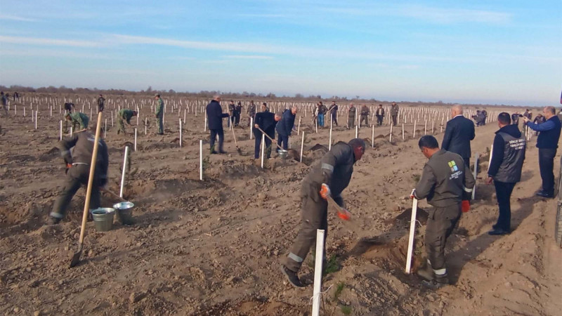 Bu gün 3 mindən artıq ağac əkilib