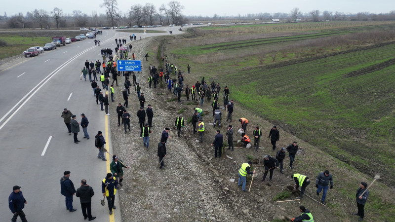 Xaçmazda ağacəkmə aksiyası keçirilib