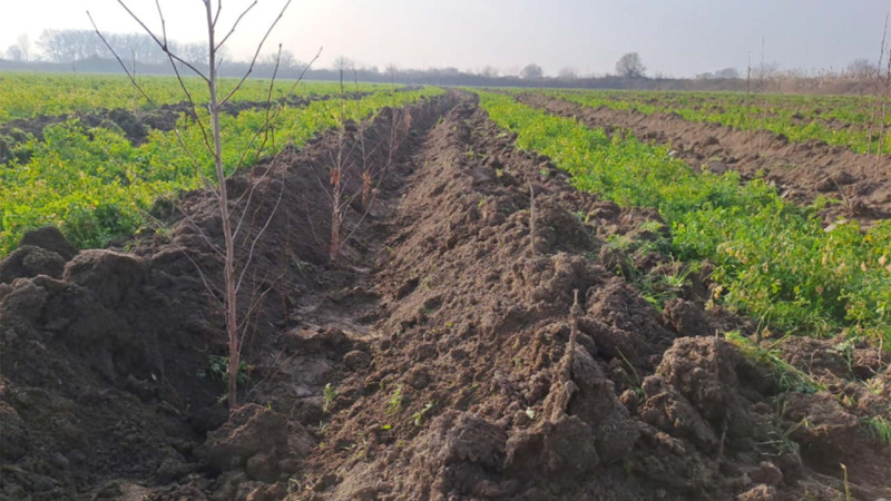 Bir gündə 21 mindən çox ağac əkilib