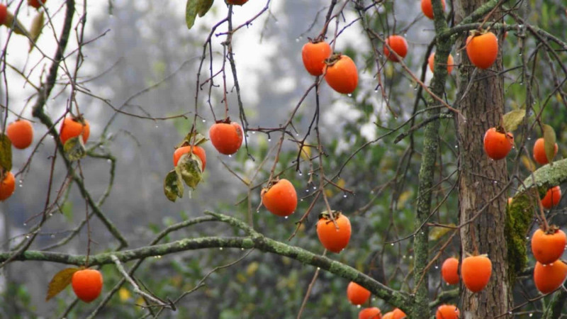 Fermerlər: “Bu il xurmanı nə sata, nə də quruda bilirik”
