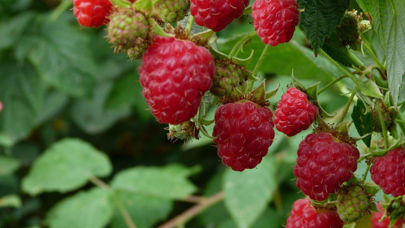 Moruq bağı salanlara əkin subsidiyası veriləcək