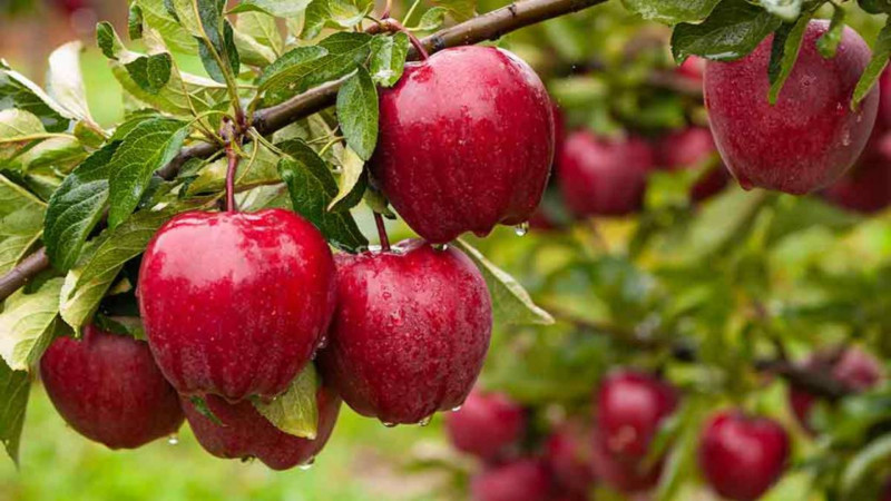 Quba bağbanları: “Məhsulumuz zay olur, borclu qalırıq”