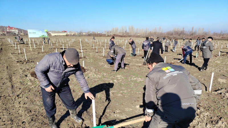 Bu gün Qubada 5 mindən çox ağac əkildi