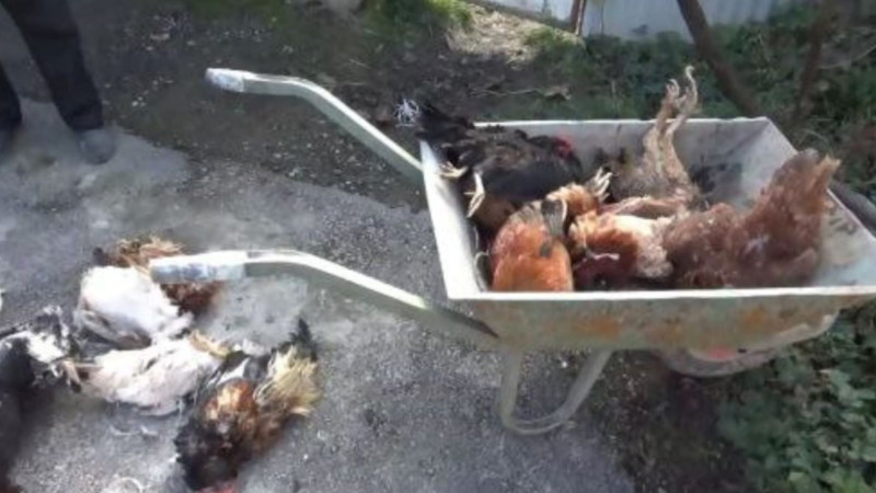 İsmayıllının Topçu kəndində toyuqlar kütləvi şəkildə QIRILIR