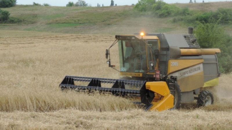 Qaxda arpa məhsuldarlığı AÇIQLANIB