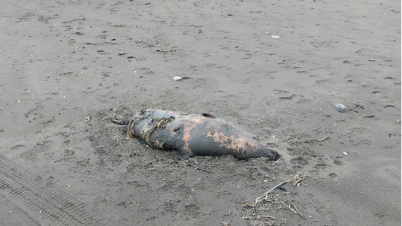 Xəzərin sahilində suiti cəsədləri aşkarlandı - FOTO