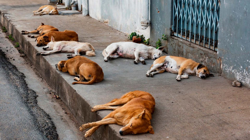 Zaqataladakı it sığınacağı maddi çətinliklə üz-üzə