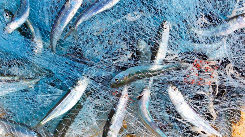 İsmayıllıda qanunsuz balıq ovu ilə bağlı görüntülərə AYDINLIQ GƏTİRİLDİ