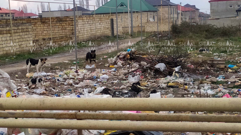 Qubanın böyük qəsəbələrin birində natəmizlik - VİDEO
