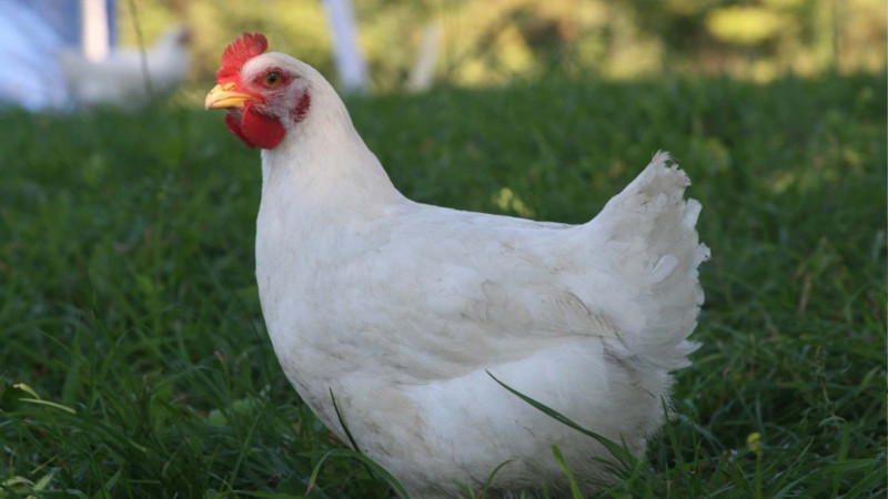 “Siyəzən Broyler” məhkəməyə verilib