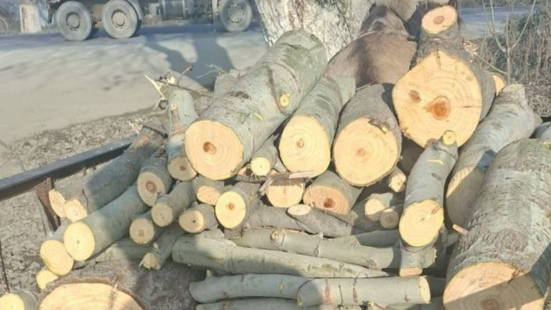 Şabranda ağacları kəsən şəxs SAXLANILDI - FOTO