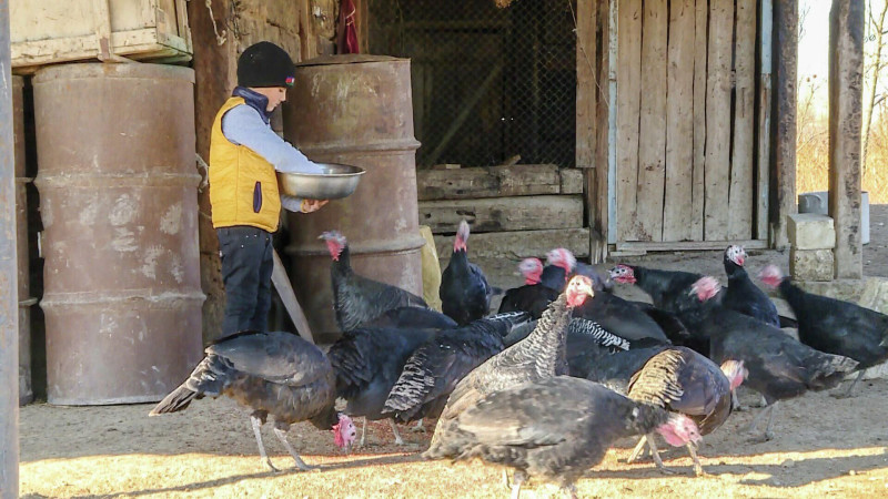 Qusarda hind toyuğuna tələbat artıb