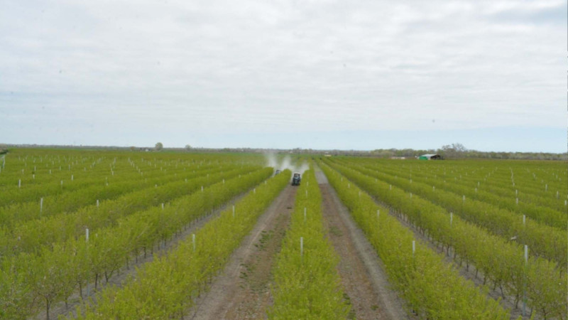 Siyəzəndə daha çox badam və zeytun becərilir