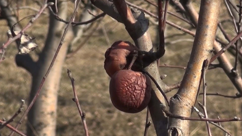 Şabranlı fermerlər çıxılmaz VƏZİYYƏTDƏ: “Məhsuldarlıq zəif olacaq”